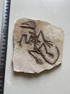 Rare Chinese Best Triassic Archaeornis Real Confucius Bird Fossil - Picture 1 of 3