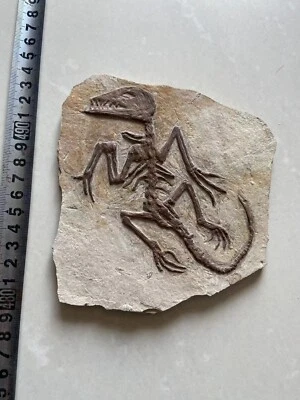 Rare Chinese Best Triassic Archaeornis Real Confucius Bird Fossil - Image 1 of 3