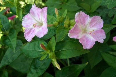 30 Samen Wunderblume Mirabilis jalapa Farton weiß mit Pink (2025 gesammelt) - Bild 1 von 4