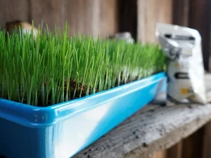 Non GMO Wheat Seed, WheatGrass CatGrass, Wheat Juice, 1lb, 2lb, or 10lb - Picture 1 of 9