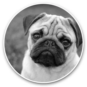 2 x Vinyl Stickers 15cm (bw) - Cute Tan Pug Dog Puppies Pets Animals  #41304 - Afbeelding 1 van 8
