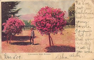 Postkarte ca: California Rose Bushes, UDB verschickt 1907 - Bild 1 von 2