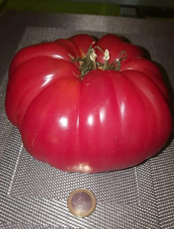 Tomate gigante rosa 30 semillas - seeds frescas , huerto jardín