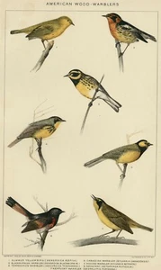 Currucas de madera: genuino 1903 (fechado) historia natural piedra cromolitógrafo aves - Imagen 1 de 3