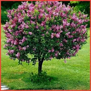 Dwarf Korean Lilac Tree Syringa Standard Tree in 9cm Pot Fragrance Garden Plant - Picture 1 of 8