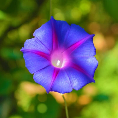 MORNING-GLORY Grandpa Ott 30 Seeds | Ipomoea Purpurea Sacred Aztec Shaman Plant - Image 1 of 4