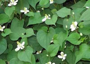 Fish Mint, Houttuynia Cordata, Chameleon Plant - 300+ Seeds 2024 - USA - Picture 1 of 1