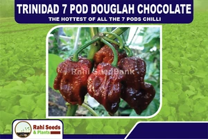 Trinidad 7 Pod Douglah Chocolate - The Hottest of all the 7 Pods Chilli - Picture 1 of 13