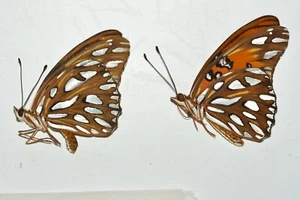 A1 Unmounted Agraulis vanillae pair - from USA - Collection Data Included - Picture 1 of 3