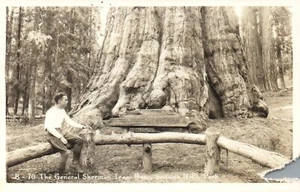 Echt Foto General Sherman Tree Sequoia Nationalpark Kalifornien Postkarte - Bild 1 von 2