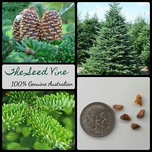 10+ FRASER FIR TREE SEEDS (Abies fraseri) Hardy Evergreen Conifer Christmas - Picture 1 of 7