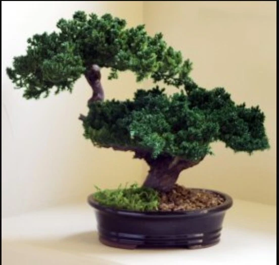 Monterey Juniper Double Trunk Preserved Bonsai Tree 12"H Not a Living Tree - Image 1 of 1
