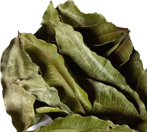 ORGANIC DRIED MANGO LEAVES NATURAL HERBAL FOR TEA 100 LEAFS - Picture 1 of 9