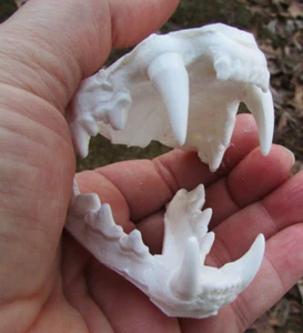 Caracal lince africana mascelle denti fusi tassidermia replica plastica - Foto 1 di 5
