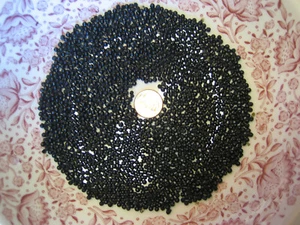 2025 WILD LEEK RAMPS 700 SEEDS 1/2 oz RAMSOM BEARS GARLIC  ALLIUM TRICOCCUM A++ - Picture 1 of 12