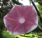 Rose Silk Mix Japanese Morning Glory Seeds - ipomoea NIL - 6 seeds