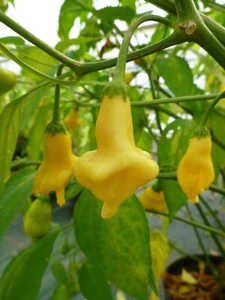 Dulce Luna Pepper - Chili - 5+ seeds - Graines - Samen - Ch 255 - Picture 1 of 1