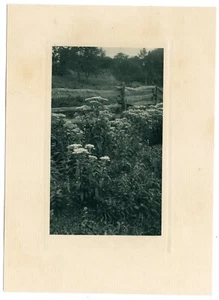 Rudolf Eickemeyer, "By the Wayside" 1900, Notas de Cámara Vol 4, Nº 2 Fotograbado - Imagen 1 de 2