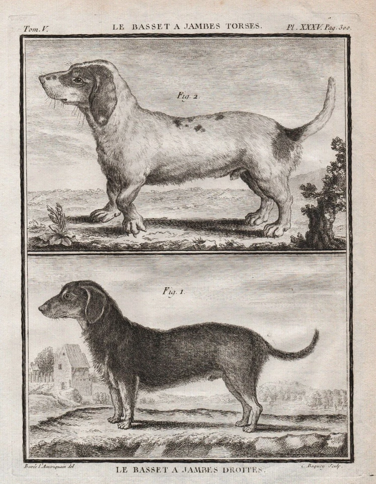 Basset Hound chien Hund dog Hunde dogs Kupferstich gravure engraving Buffon 1780 - Bild 1 von 1