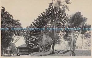 R294179 Traveler Palm House Fence - Imagen 1 de 4