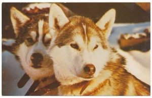 Postal animal husky perro de trineo los territorios árticos canadienses del noroeste nuevo con etiquetas - Imagen 1 de 2