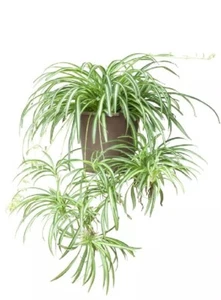 Zimmerpflanze Ableger pflegeleicht Grünlilie Luftreinigend  - Bild 1 von 4