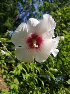 4 Rose of Sharon (Hibiscus syriacus 'Red Heart') live starter Organic Plant - Picture 1 of 10