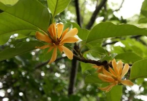 Fragrant Joy Tree (Michelia champaca) 10 Fresh Seeds - Picture 1 of 1