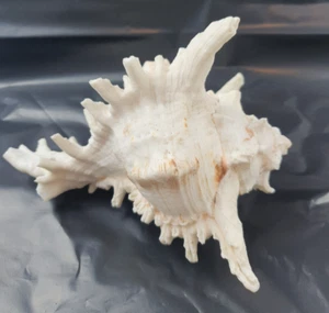 Large Natural White Murex Sea Shell Decorative Marine Shell - 20cm+ Coastal Home - Picture 1 of 15