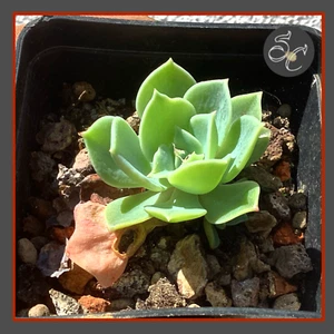 8 cm suculenta🌵ECHEVERIA SECUNDA🌵 planta joven cactus succulent coleccion - Imagen 1 de 1