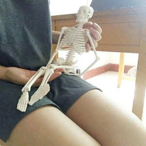 45 CM Physique Mini anatomisches Skelett menschliches Modell medizinische Lernhilfe Anatomie - Bild 1 von 4