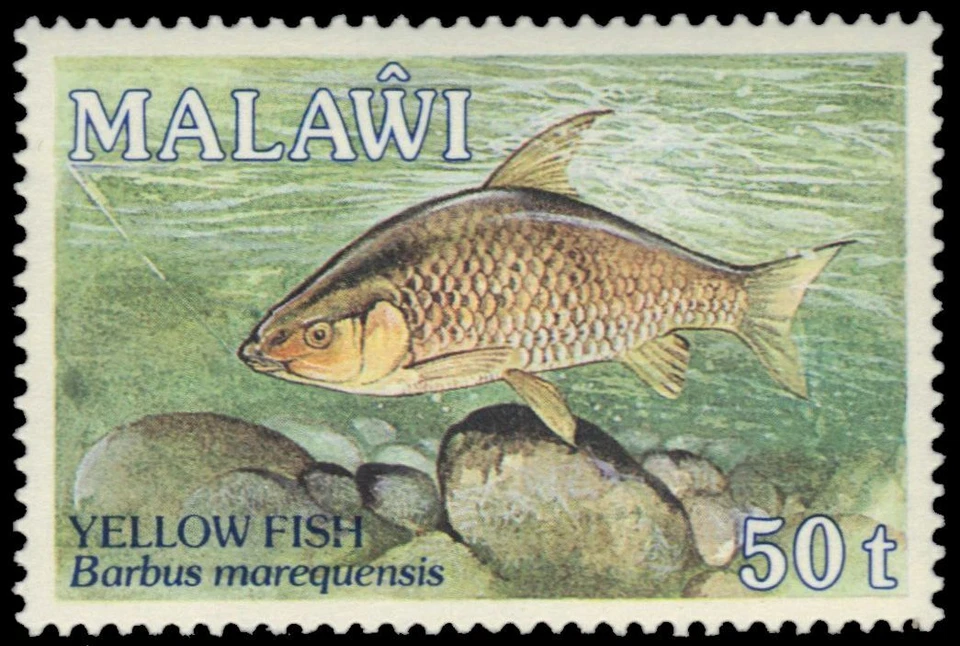 MALAWI 544 - Pez Amarillo "Barbus marequensis" (pb45730) Foto 1 de 1