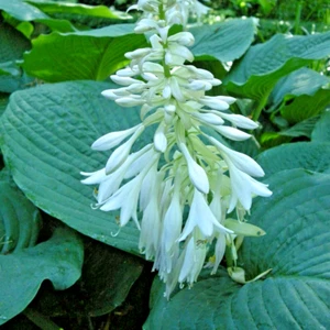 20 SEMI HOSTA SIEBOLDIANA ELEGANS - foglie molto grandi - Foto 1 di 7