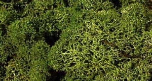 Heki 3218 - Lichen vert moyen, 30g - Imagen 1 de 1