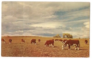 HEREFORDS AT HOME ON THE RANGE Herd of Cattle Cow Out West USA Postcard - Picture 1 of 2