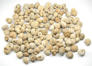 Fossil Gastropods Sea Snails Lot Morocco 358 grams - Picture 1 of 3