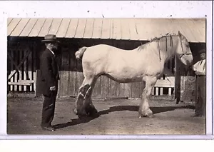 Cartolina foto reale RPPC - Cavallo uomo e posatoio - Foto 1 di 2