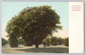 Postal antigua del árbol paraguas más grande del mundo c1910 de California - Imagen 1 de 2