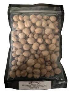 Hickory Nuts In-Shell 1 Pound (16 oz) Wild Foraged Shagbark and Shellbark Mix - Picture 1 of 4