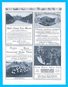 1905 PFINGSTROSEN ROSEN Garten Blumen antik DRUCKANZEIGE alle 4 auf einer Seite verbunden - Bild 1 von 3
