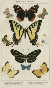 Butterflies: Authentic 1902 (Dated) True Natural History Stone Chromolithograph - Picture 1 of 1