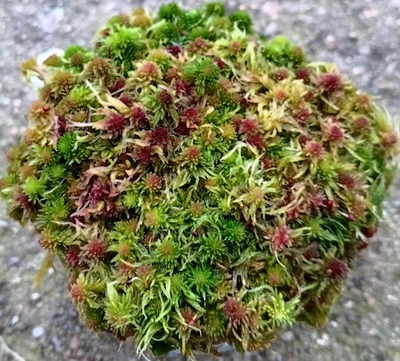 Musgo Sphagnum vivo abuela manzana crujiente fresco limpio Maine  Foto 1 de 2