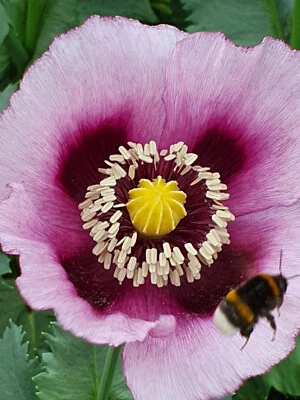 RARITÄT: LEGO Technic 8110 - Unimog U400, NEU&OVP, NRFB, MISB * EOL - Bild 1 von 4