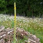Wildflower - Mullien Great (Verbascum thapsus P.) - Kings Seeds - 800 Seeds
