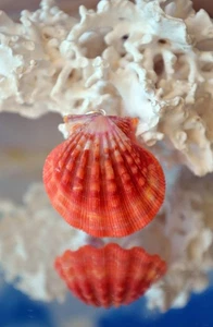 Bright Red Hawaiian Sunrise Shell Pendant made with Sterling Silver - Picture 1 of 12
