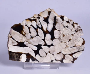 MADERA DE CACAHUETE Rebanada Pulida Fósil, Cretácico 70 myo, S720 - Imagen 1 de 5