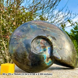 A-grade labradorite carved ammonite shapes, polished from madagascar, genuine - Picture 1 of 3