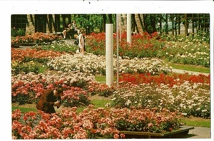 CPM-Carte Postale-Canada- Montreal-Ile de Sainte Hélène- La roseraie VM20814 - Imagen 1 de 2