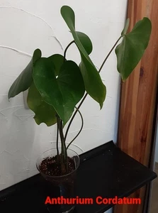 Anthurium Cordatum Größere Pflanze - Bild 1 von 5