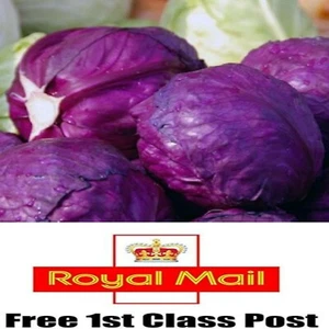 50 x PREMIUM ORGANIC HEIRLOOOM VEGETABLE SEEDS - RED CABBAGE - CABEZA NEGRA - Picture 1 of 1